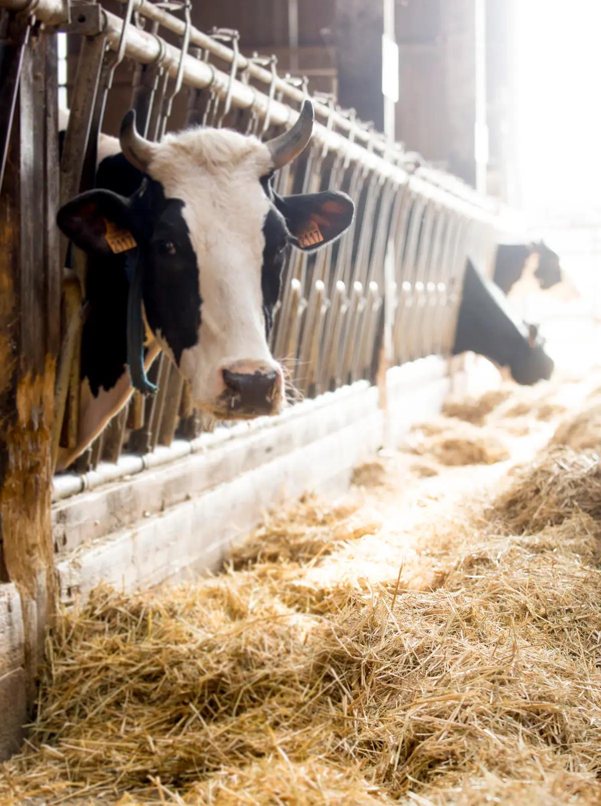 Salon Régional de l'Agriculture